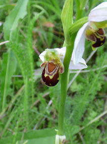 Ophrys apifera